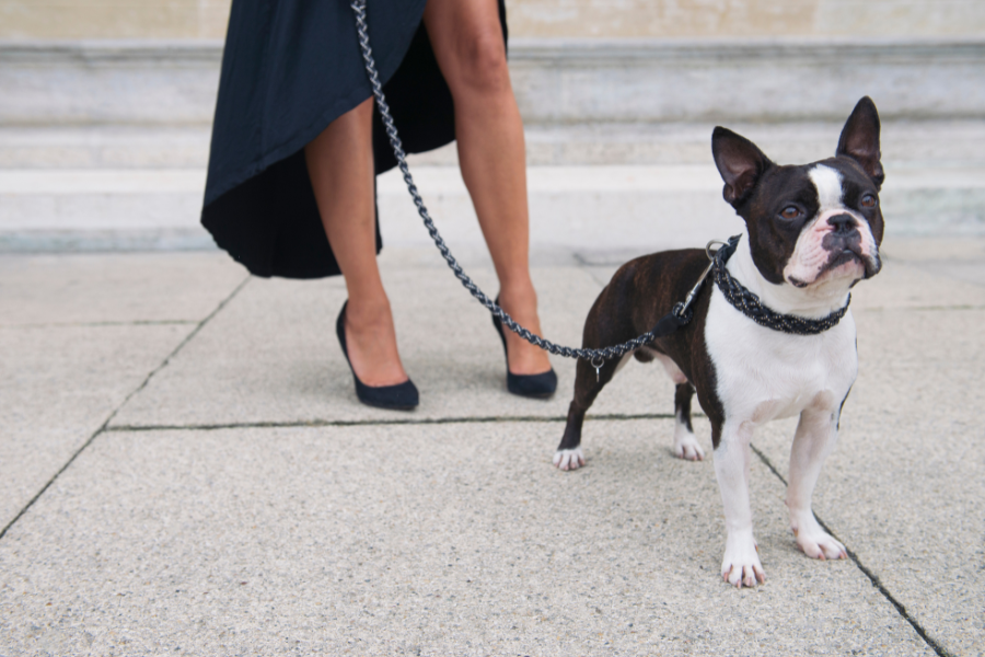 Vintage und Designerartikel mit Schönheitsfehlern | Boston Terrier mit Designer Hundehalsband und Leine | VintPets