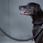 Designer Hundeleine weiches rund geflochtenes Leder Image schwarzer Hund von Seite