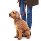 William Walker Halsband und Leine Lambrusco. Image mit braunem Hund. im Hintergrund Beine von Herrchen | VintPets