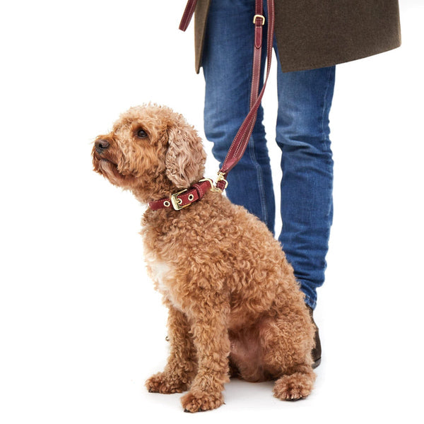 William Walker Halsband und Leine Lambrusco. Image mit braunem Hund. im Hintergrund Beine von Herrchen | VintPets